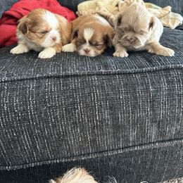 Poodle and Shih Tzu Puppies from Royalti Pups