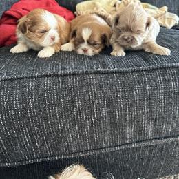 Poodle and Shih Tzu Puppies from Royalti Pups