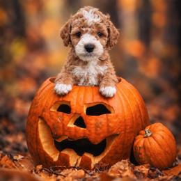 Duke - Red  male Goldendoodle puppy in Roseburg, Oregon from Dbos Furry Friends