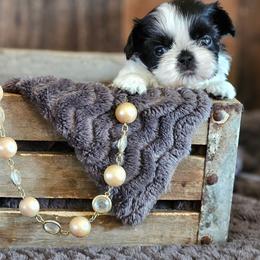 Starr - Black and white female Shih Tzu puppy in Sanger, California from Hillsides Shih-Tzu