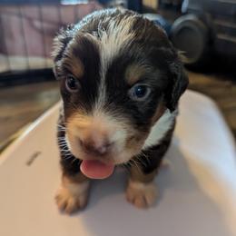 Miniature American Shepherd Puppies from Magnolia Tree Miniature American Shepherds