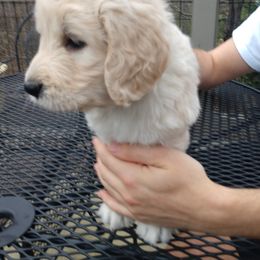 "Beau's baby (Goldendoodle)" Goldendoodle, Golden Retriever, and Sheepadoodle Puppies from Guppy Puppies