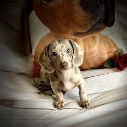 Dachshund Puppies from SR Mini Dachshunds