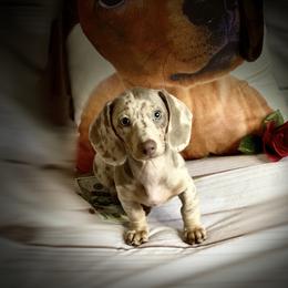 Dachshund Puppies from SR Mini Dachshunds
