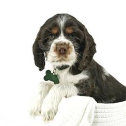 American Corgi, Basset Hound, and Cocker Spaniel Puppies from Oak Hollow Farms