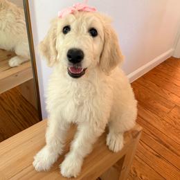 Bella - Cream female Goldendoodle puppy in Sacramento, California from GoldenDoodle Love