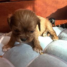 Pansy - Ruby female Cavalier King Charles Spaniel puppy in Avoca, New York from Palladino’s Cavaliers of Upstate NY