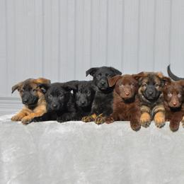 German Shepherd Puppies from Des Hausraben Shepherds