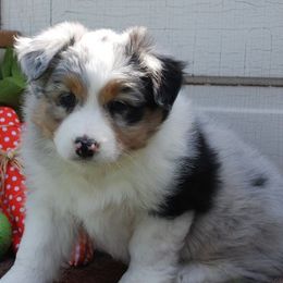 Australian Shepherd and Pembroke Welsh Corgi Puppies from Tyler Shupe's Australian Shepherds and Pembroke Welsh Corgis