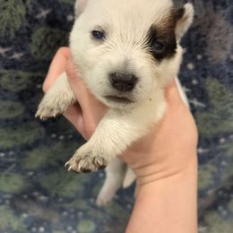 Orchard - Red mottled female Australian Cattle Dog puppy in Mena, Arkansas from Red Desert Australian Cattle Dogs