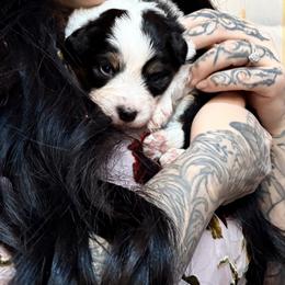 Cupcake - Black tri female Miniature American Shepherd puppy in Olympia, Washington from Shamayim Shepherds