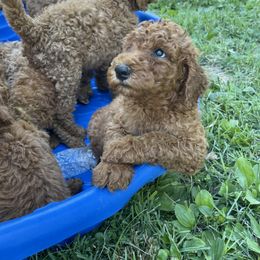 Poodle Puppies from SPoiled SPoos