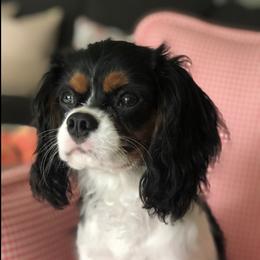 Bentley - Cavalier King Charles Spaniel