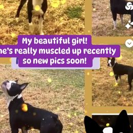 Bella - Boston Terrier