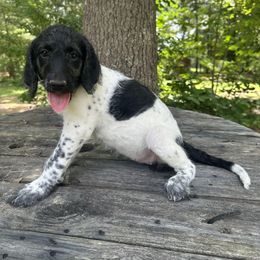 Pina Colada - Black female Labradoodle puppy in Chesterfield County, Virginia from Doodling Around