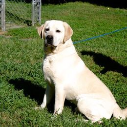 Labrador Retriever All Grown Up from Cross G Farms