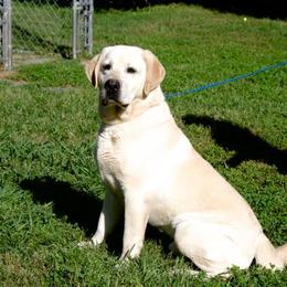 Labrador Retriever All Grown Up from Cross G Farms