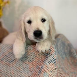 Purple collar - Light golden female Golden Retriever puppy in Wisconsin Rapids, Wisconsin from Clementi Ranch Golden and Poodle