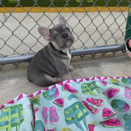 Street - Liver male French Bulldog puppy in Tampa, Florida from 5 Star Bullies