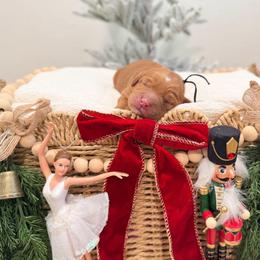 Prince - Caramel red male Australian Labradoodle puppy in Palmdale, California from Pixie Doodle Paws