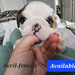 Bulldog Puppies from Magill's Bulldogs