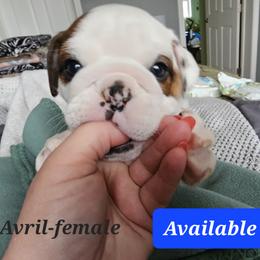 Bulldog Puppies from Magill's Bulldogs