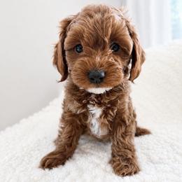 Mary AKA Birdie Mae - Red female Cavapoo puppy in Ephrata, Washington from Mustard Seed Doodle Co.