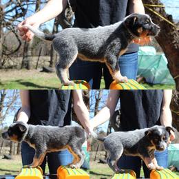 Tracker - Light Blue - Blue male Australian Cattle Dog puppy in Colbert, Oklahoma from LoveAHeeler