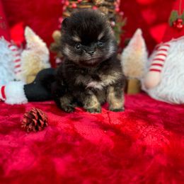 Pomeranian Puppies from Pommies of LA