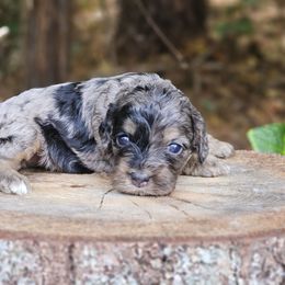 Gemma - Merle female Cockapoo puppy in Louisburg, North Carolina from Raven Oak's Shepherds