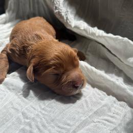 Pumpkin - Red male Cavapoo puppy in Bloomfield, New York from Campbell Cavapoos