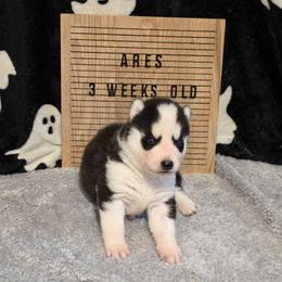 Ares - Black and white male Siberian Husky puppy in Brunswick, Ohio from Blue Star Siberians