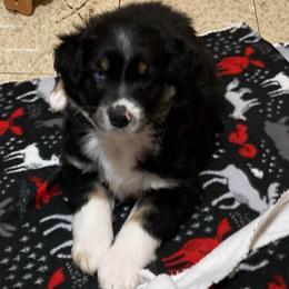 Thor - Black tri male Miniature Australian Shepherd puppy in Westwego, Louisiana from Connie's American Eskimo Dogs and Mini Australian Shepherd Dogs