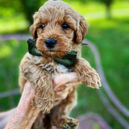 Goldendoodle Puppies from Carmel Classy Doodles