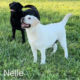 Nelle - Labrador Retriever