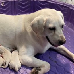 Ruby - Labrador Retriever