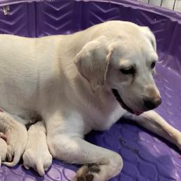 Ruby - Labrador Retriever