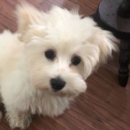 Havanese from Heart Of My Heart Havanese