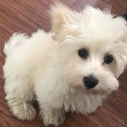 Havanese from Heart Of My Heart Havanese