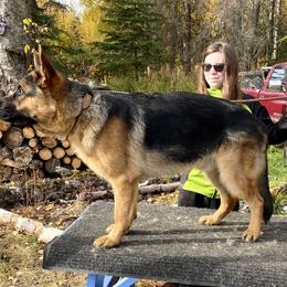 Eros - Black and red male German Shepherd puppy in Anchorage, Alaska from Loves German Shepherds
