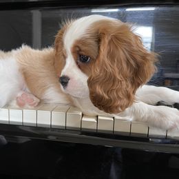 Cavalier King Charles Spaniel Puppies from Black Mountain Ranch