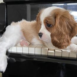 Cavalier King Charles Spaniel Puppies from Black Mountain Ranch