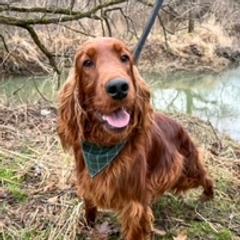 Allis - Irish Setter