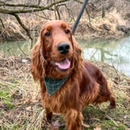 Allis - Irish Setter