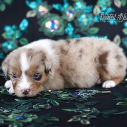 Denali - Red merle male Australian Shepherd puppy in Herriman, Utah from Painted Blue Aussies