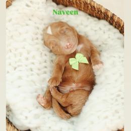 Naveen - Red  male Goldendoodle puppy in Rio Linda, California from GoldendoodlePaw