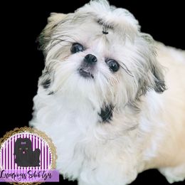 Posh - Shih Tzu