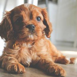 Cavalier King Charles Spaniels, Cavapoos, and Poodles from Golden Hour Cavapoos