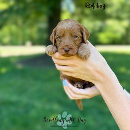 Red boy - Red  male Goldendoodle puppy in Valdese, North Carolina from Doodling All Day Goldendoodles