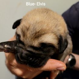 Elvis - Wolfgray male Spanish Mastiff puppy in Prosperity, Pennsylvania from Prosperity Guardians